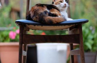 Apartments Stokic - Foto 38