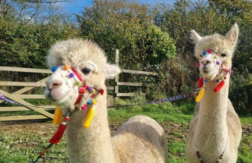 3 Bed in Umberleigh oc-78304 - Photo 23