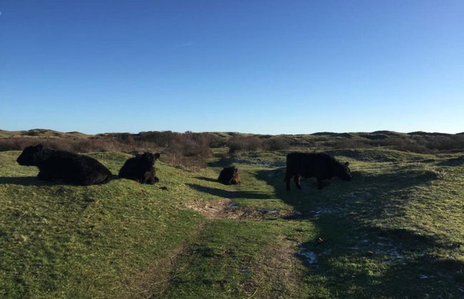 Traditional Villa With two Bathrooms on Texel Near the Sea - Foto 31