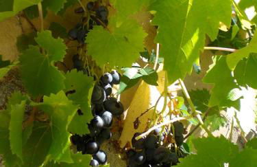 Château de Peyrolles - Photo 56