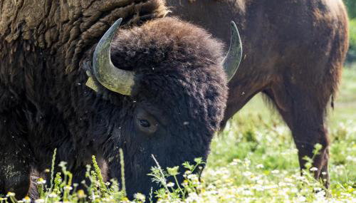 Terra dei Bisonti - Foto 2