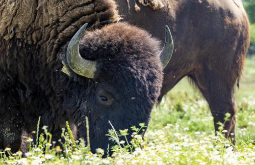 Terra dei Bisonti - Foto 55