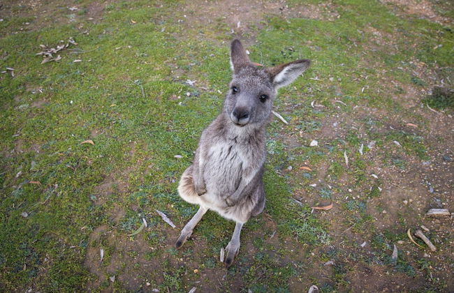 Reflections Burrinjuck Waters - Holiday Park - Foto 78