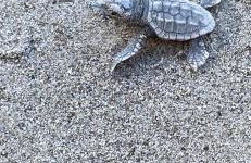 La Conchiglia sul Mare - Foto 60