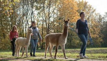 Niedergerner Alpaka Ranch - Foto 2