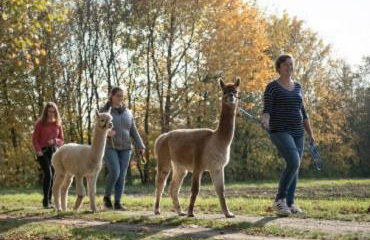 Niedergerner Alpaka Ranch - Foto 2