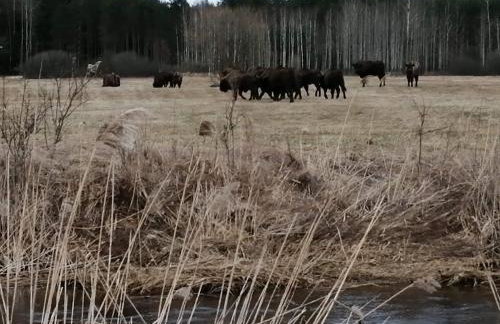 Siedlisko Czarny Dzięcioł - Foto 24