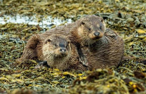 Little Cottage-village of Bunessan-sleeps4 - Foto 56