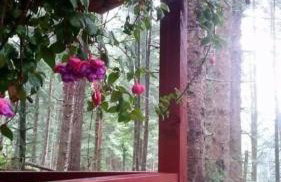 Charming A-Frame Cabin Rental on Prince of Wales Island in Hollis, Alaska - Foto 34