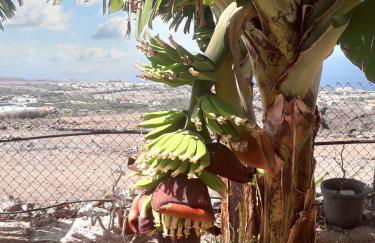House with view and jacuzzi in Adeje - Foto 28