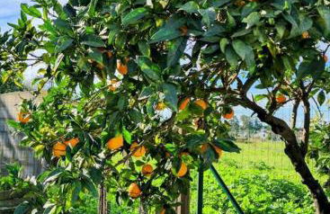 Quinta Kaleidoscope - Foto 9