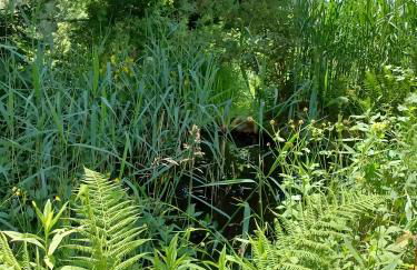 Mojos Bodenseetraum - Photo 30