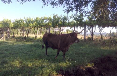 Casa do Avô - Foto 48