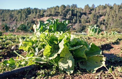 Hort de Mao - Photo 29