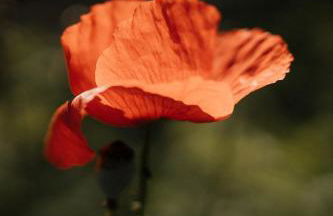 Special Farmstay, Faia-Guarda - Foto 66