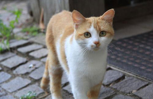 Feldererhof - Foto 22