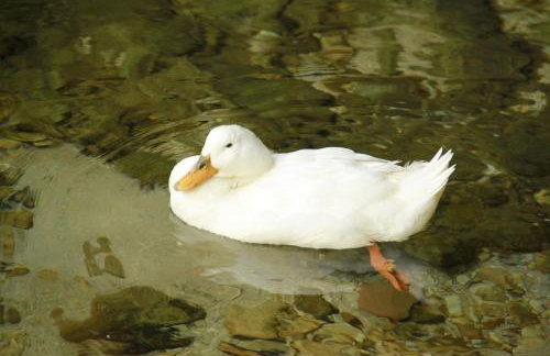 Studio Apartments Andrijana - Foto 72