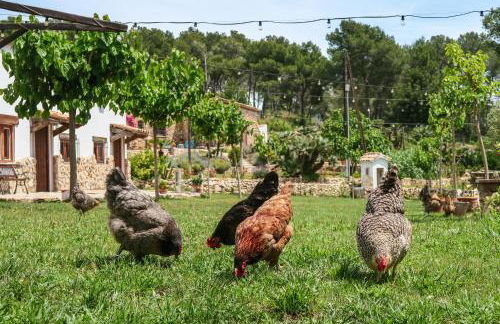 Masia Pou de la Vinya - Photo 68