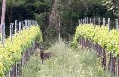 Alloggio La Perla, quiete ed eleganza con vista - Photo 5