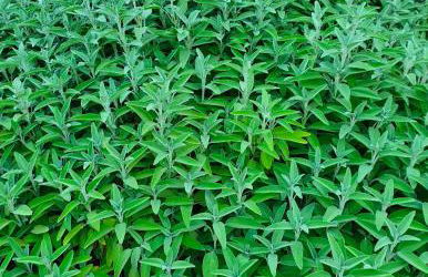 Odori di zagara - Foto 35