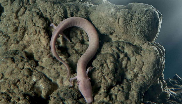 Postojna Cave & Predjama Castle Excursion - Foto 5