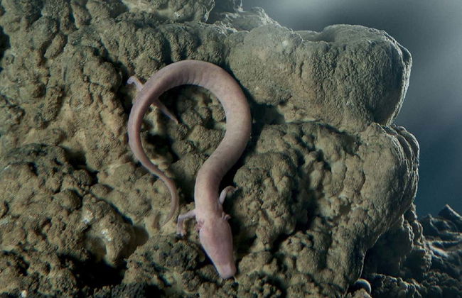 Excursion à la Grotte de Postojna et au Château de Predjama - Photo 6