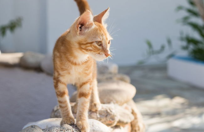 Summer Breeze - Foto 30