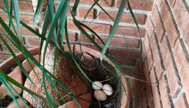 Chácara dos Pinheiros - Foto 3