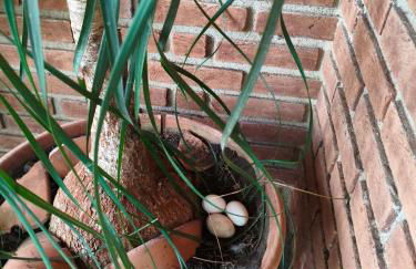 Chácara dos Pinheiros - Foto 3