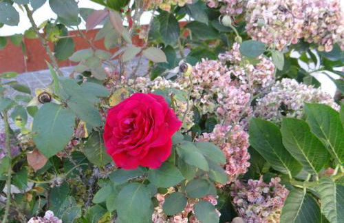 Ribeiro´s House - Foto 20