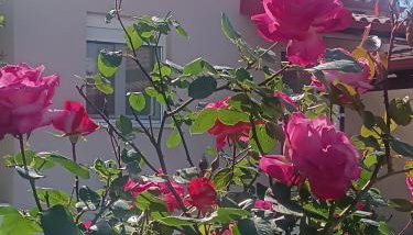 Little Dream House - Foto 3