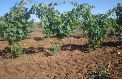 Agriturismo Bellu - Foto 10