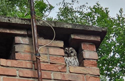 Leśny Zakątek - Foto 27