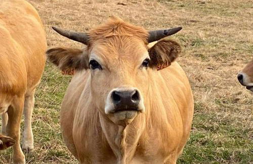 Fontanies en Aubrac - Photo 17