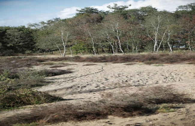 Home in the Dancing Forest - Foto 27