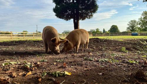 The Studio at Charter House Farm - Foto 5
