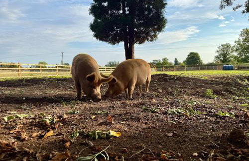 Boutique Countryside Studio with Farm Animals - Foto 5