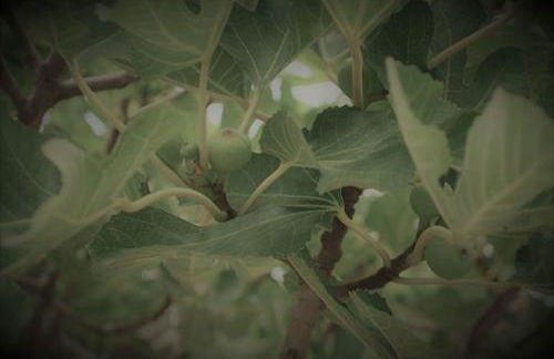 Chrisi Holiday Home - 500 sqm Private Gardens & Nature View - 300m by the sea - Photo 67