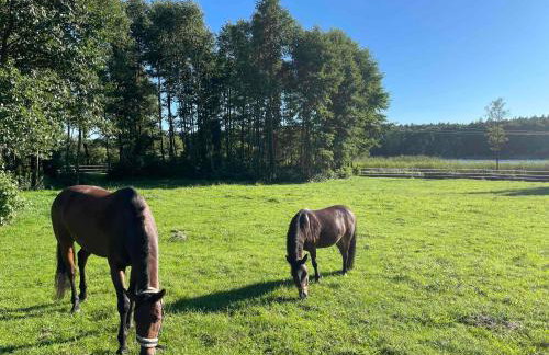 Sercem i Kopytem - Foto 20