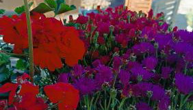 Lyra's house - Foto 1, Garden view