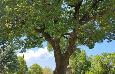 Casa Vacanze "Dimora Quercia" - Villino "Quercia" - Foto 21