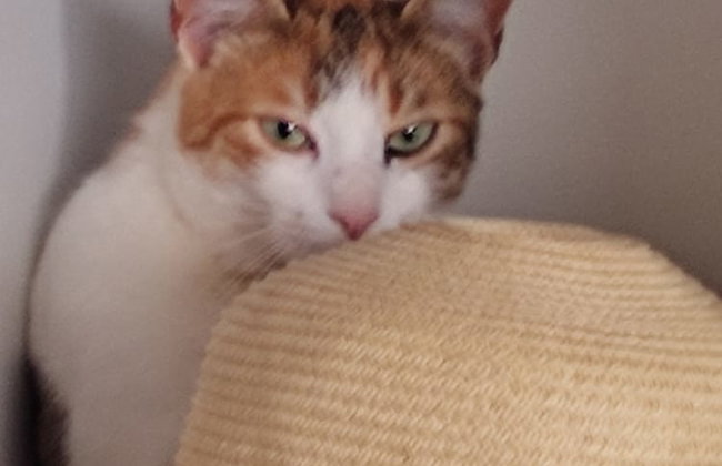 Okeanos Vine Luxury Villa - Foto 37