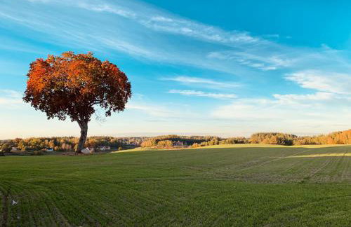 Domki na Kaszubach - Gołubie - Sikorska Dolina I - Foto 3