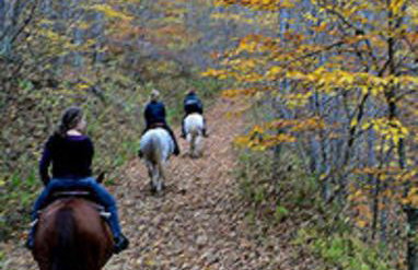 Timber Ridge Retreat - Foto 45