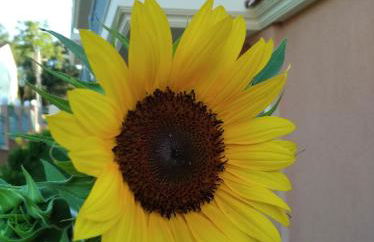 Studios Pantelis Corfu - Adults Only - Foto 13