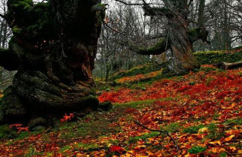 APTO RURAL FRAGARIA - VALLE DEL AMBROZ - entorno natural único "ALQUILER FAMILIAR" - Foto 29