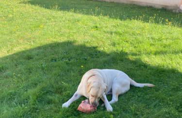 Alles Gute Wehlen - Foto 20