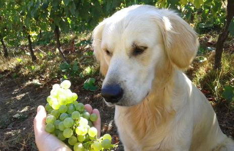 Quinta de Santa Marinha - Foto 19