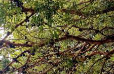 Piccolo Recanto - Foto 67