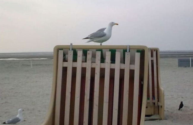 Holiday Home Weisse Robbe - Foto 21